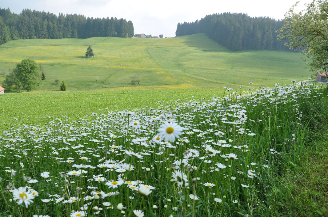 Wandern im Allgäu